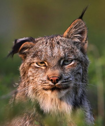 unimpressed lynx