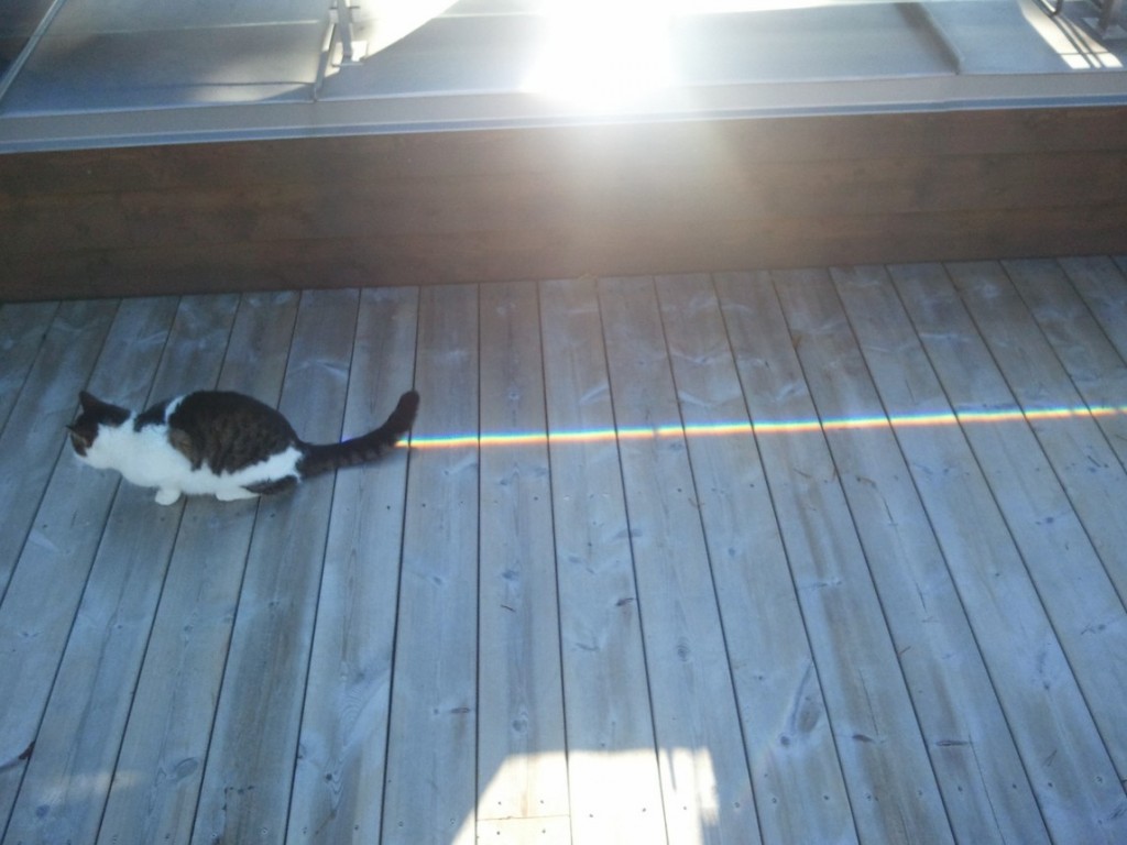 Nyan Cat IRL