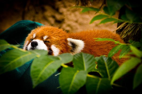 sleeping-red-panda