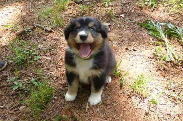 Incredibly happy puppy