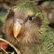 The kakapo - a flightless endangered parrot from new zealand