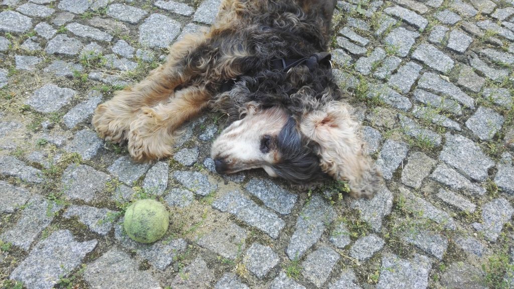 Happy dog with ball